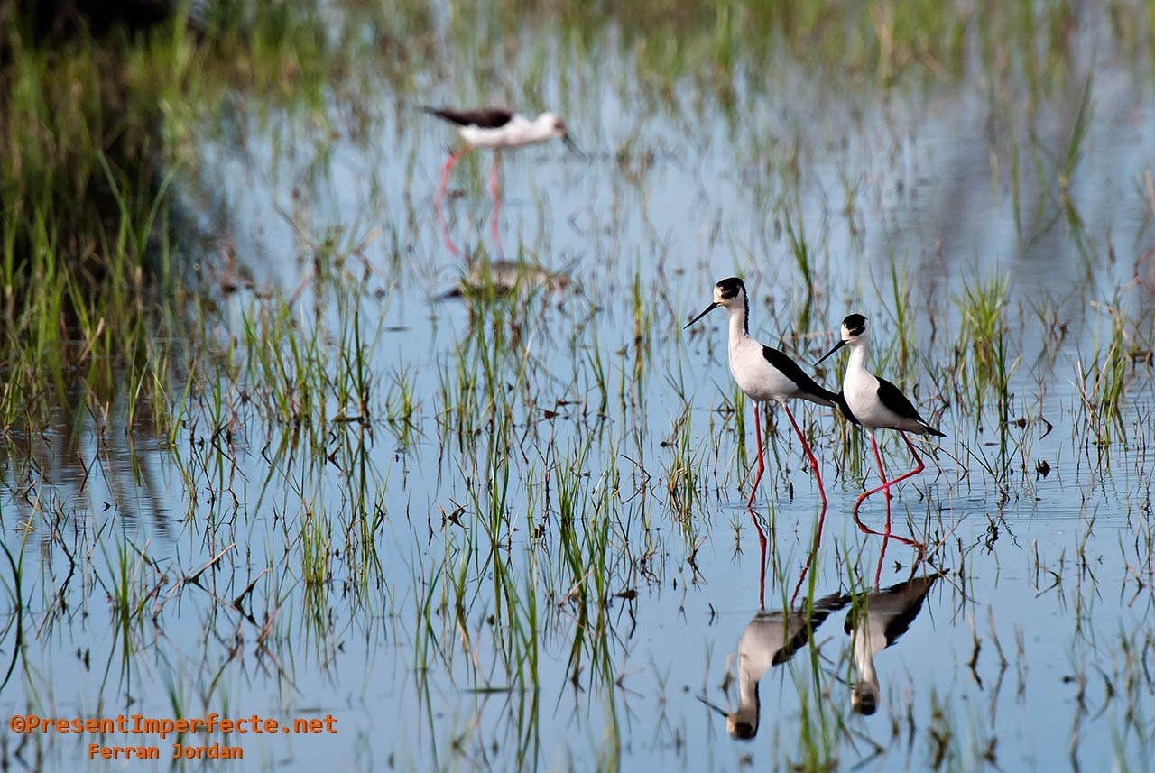 Quatre són multitut Quatre són multitut