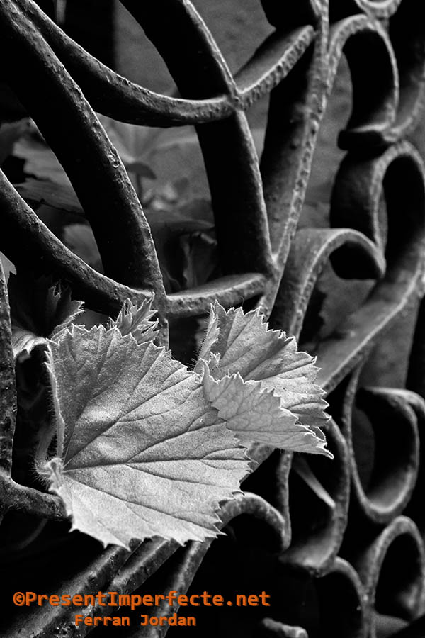 Green behind bars Green behind bars