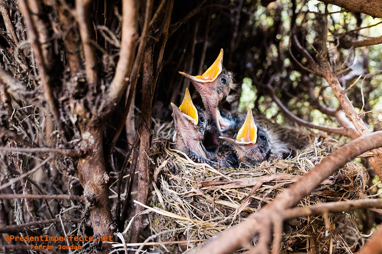 Turdus merula Turdus merula