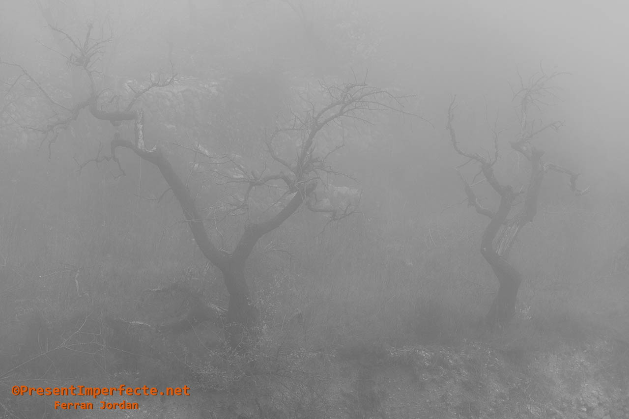Grapes of fog Grapes of fog