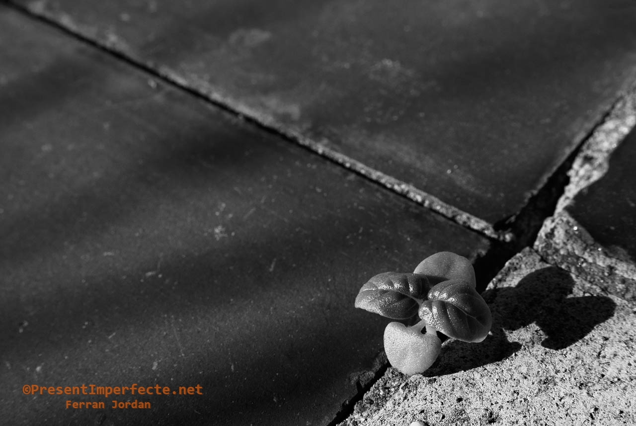 La tenacitat de l'alfàbrega La tenacitat de l'alfàbrega