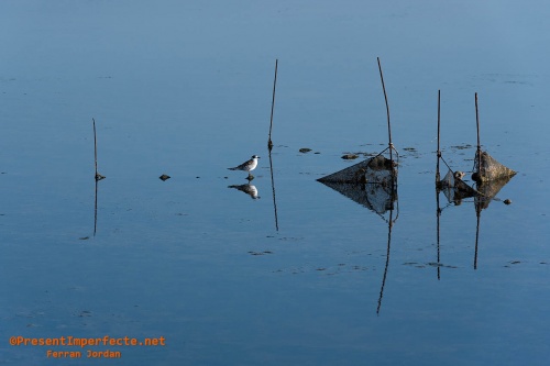 Gull in front the mirror