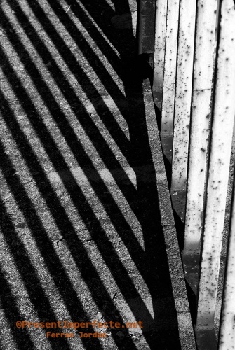 Zebra urbana
